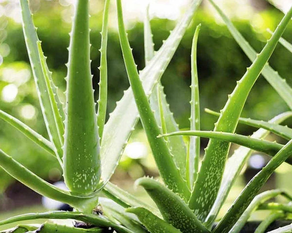 Aloe Vera