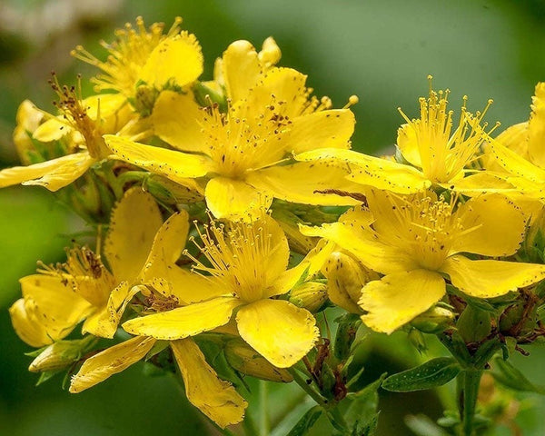 St. John's wort