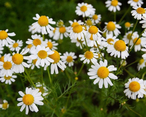Chamomile